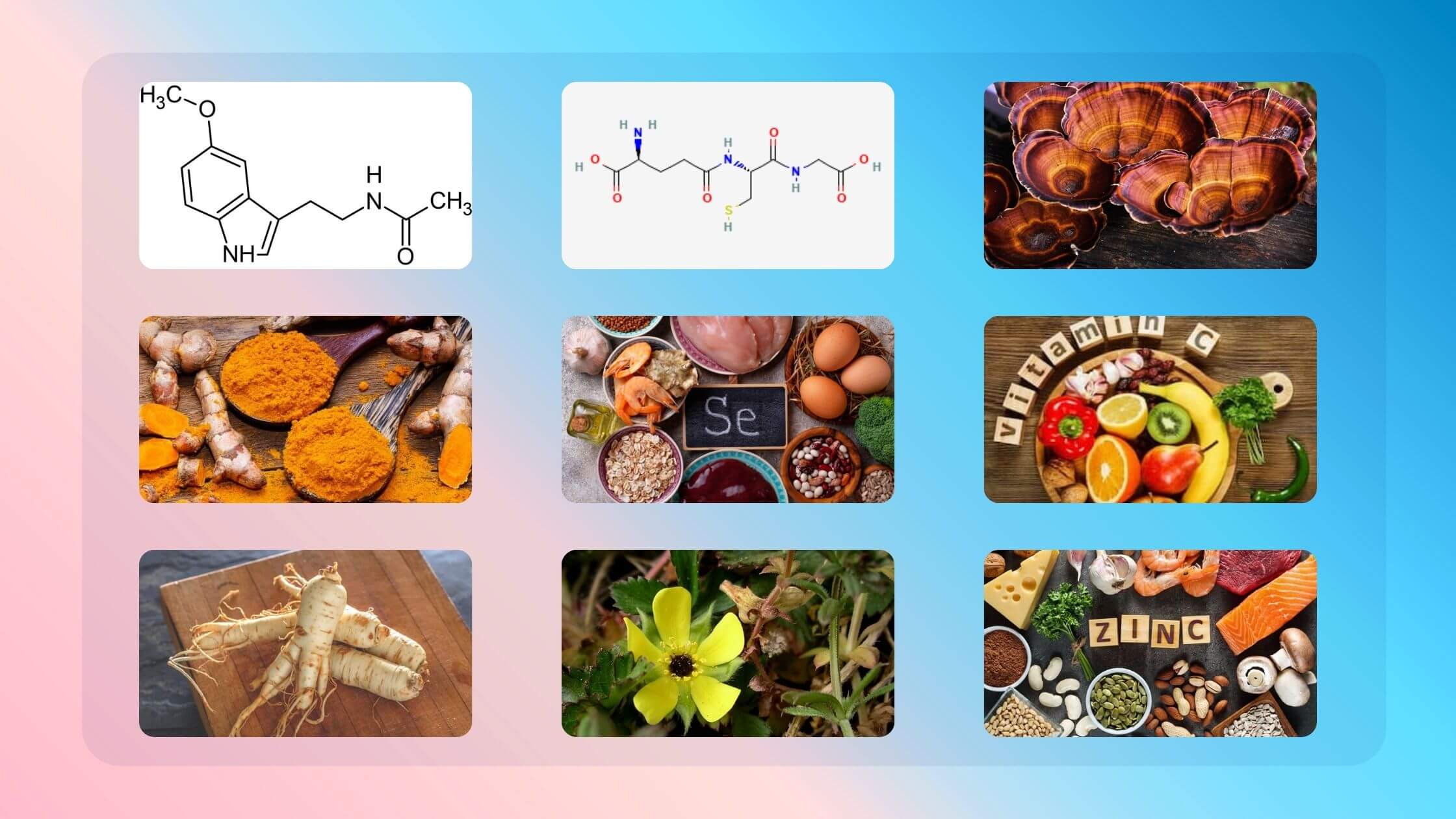 Mushroom Brain Boost Pro Max Gummies Ingredients